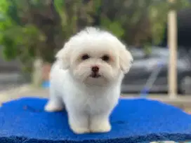 Maltese Jantan Non Stamboom Non Vaksin