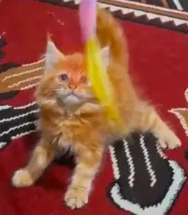 Kitten mainecoon non ped