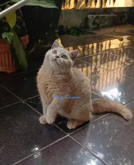 Kucing BSH British Shorthair Lilac Jantan 3 bulan Parent Ped