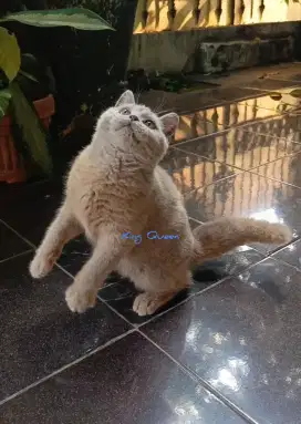 Kucing BSH British Shorthair Lilac Jantan 3 bulan Parent Ped