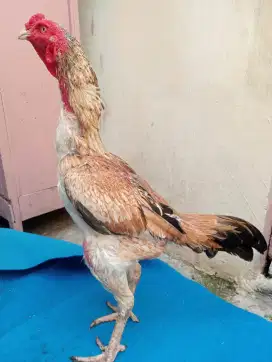 Ayam bulbi ORI ukuran bsar
