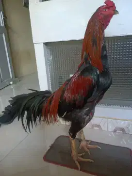 Ayam Bangkok ukuran 4,5-5