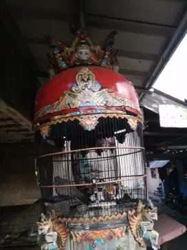Burung perkutut lokal dan tekukur