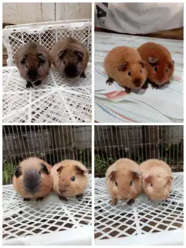 Marmut guinea pig