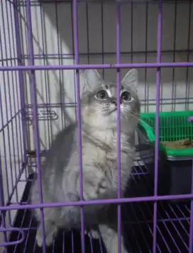 Kitten BSH / British Shorthair / Munchkin NS