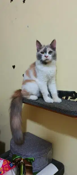 Kucing kitten/anak kucing Persia mix mainecoon