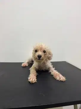 Open semi adopt dijual white tiny toy poodle jantan free