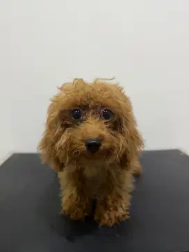 Dijual open semi adopt anjing red tiny toy poodle free