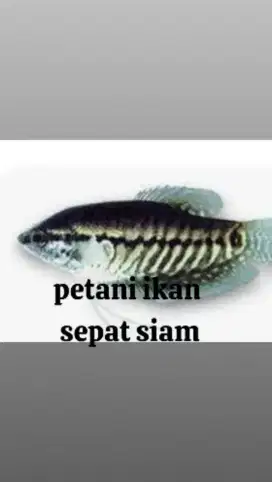 Petani ikan sepat sism