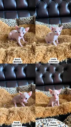 KITTEN SPHYNX LINE PED