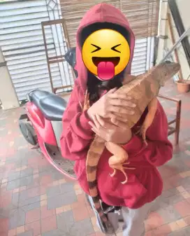 Iguana red jumbo