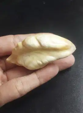 Batu geliga ikan
