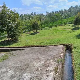 Di jual tanah kebun durian tabanan selemadeg 50are