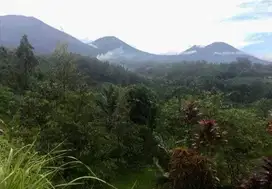 Dijual tanah kebun durian penebel  tabanan  dekat jatiluwih