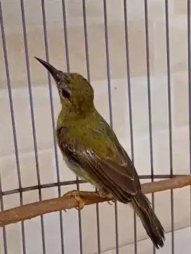 Kolibri Manggar Prospekan