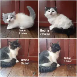 kitten persia lucu
