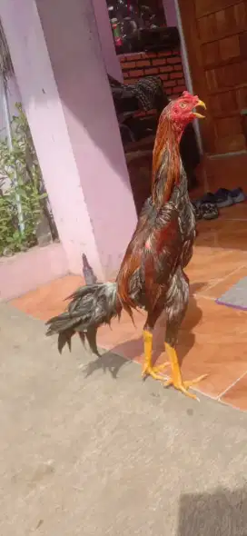 Ayam aseel 5 bulan teknik mantap pukul bagus vidio ada udah win 1 x
