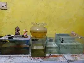 5 Aquarium Mini