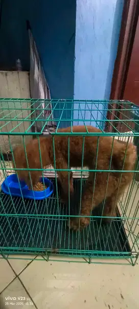 Poodel, jantan umur 2tahub