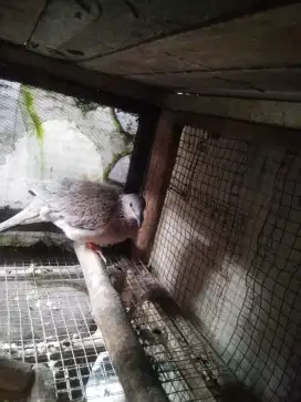 jual burung tekukur