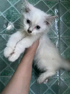 Open adopt kitten himalaya