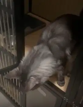 Kucing mainecoon pure
