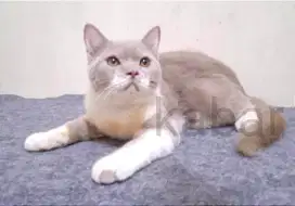 Kucing british shorthair BSH