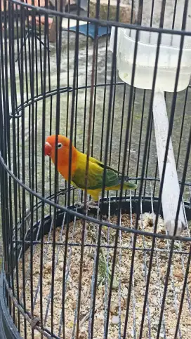 Lovebird Biola Euwing Fullset