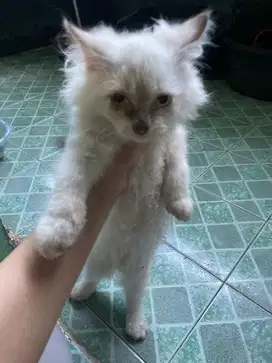 Open adopt kitten himalaya