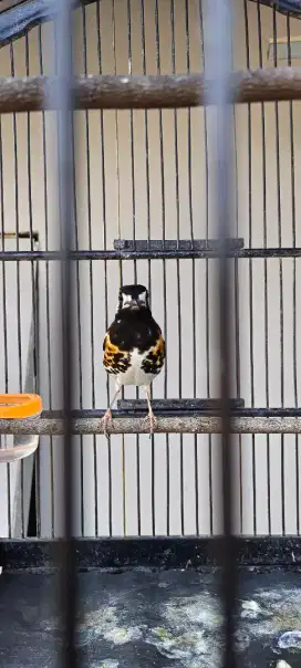 Burung Anis Macan