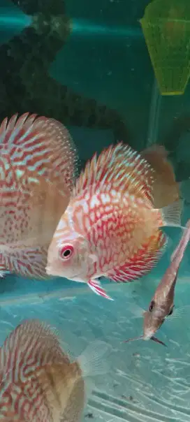 Ikan Discus Pigeon Leopard Red Melon Red Valentine