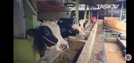 Sapi si mental Sehat terurus