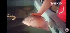 Ikan Gurame Lokal Sehat Segar