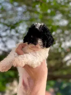Toy Party Poodle