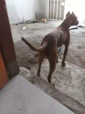 dijual anjing pitbull betina