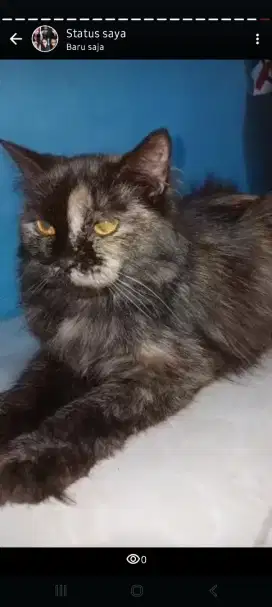 Persĺkucing persia 600.000