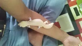 Gecko msr lavender female