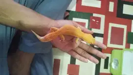 Gecko sunglow male