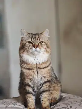 Kucing Persia 15 Bulan Jantan