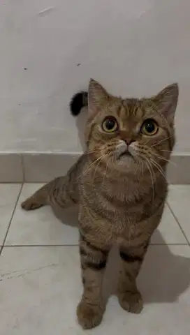 Kucing american shorthair