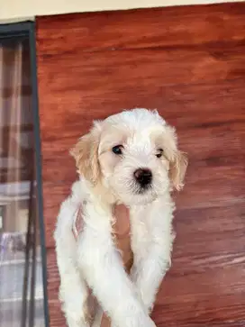 ANAK ANJING MALTIPOO MALTESE MIX POODLE