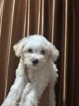 ANAK ANJING MALTIPOO MALTESE MIX POODLE