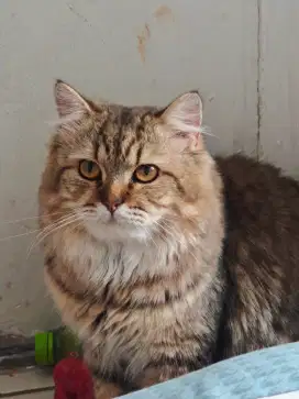 Kucing Persia Jantan 15 Bulan