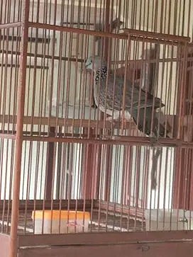 Tekukur kuk 3 Jantan