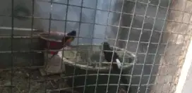 Murai batu sepasang