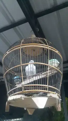 Burung puter albino