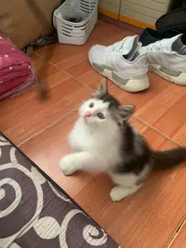 Kucing Kitten Persia