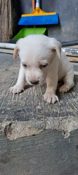 Jual Anak Anjing