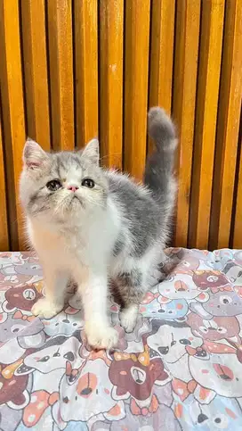 Kucing exotick peaknose