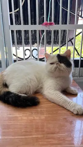 Kucing peaknose exotic calico